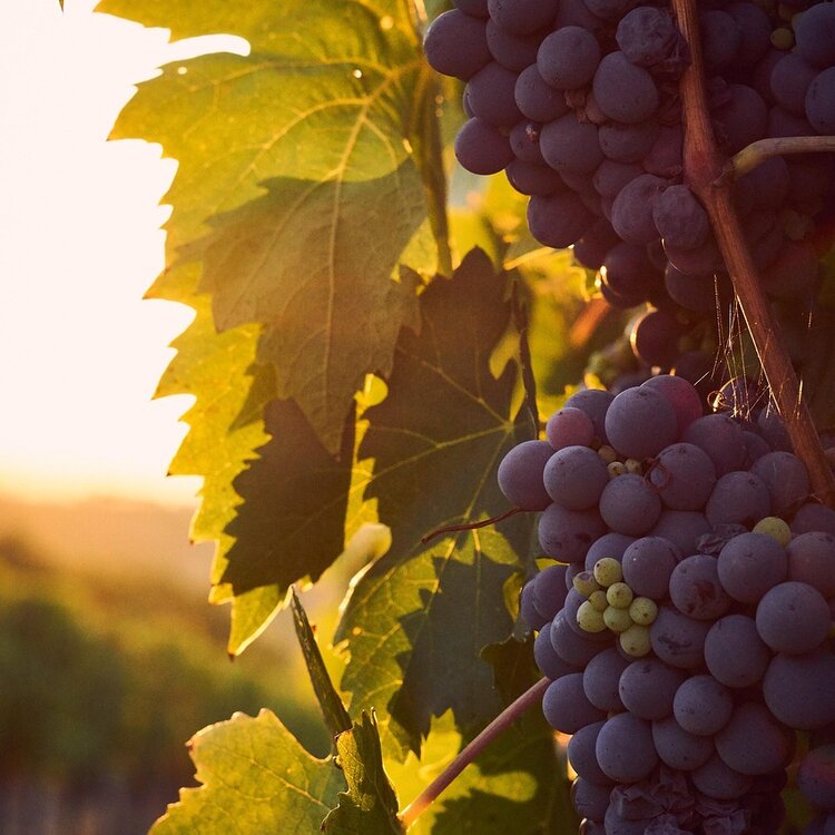 Il Viaggio della Sostenibilità del Vino: dalla vigna al bicchiere