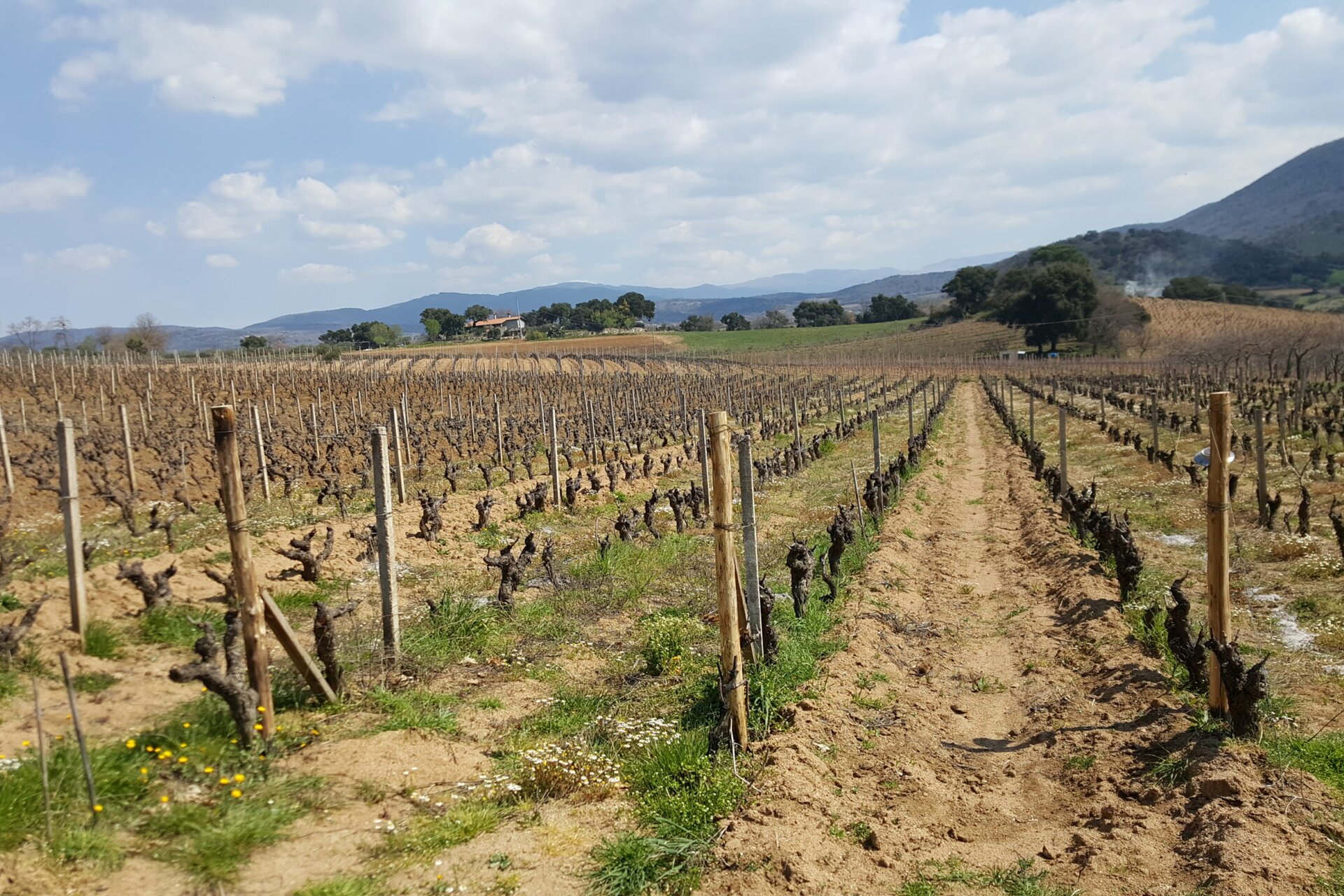 Mandrolisai Wine & Music Festival
