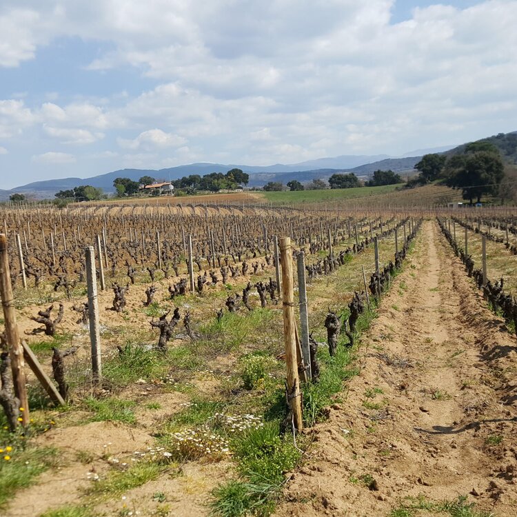 Mandrolisai Wine & Music Festival
